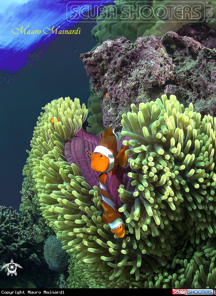 A Clownfish, anemone and company