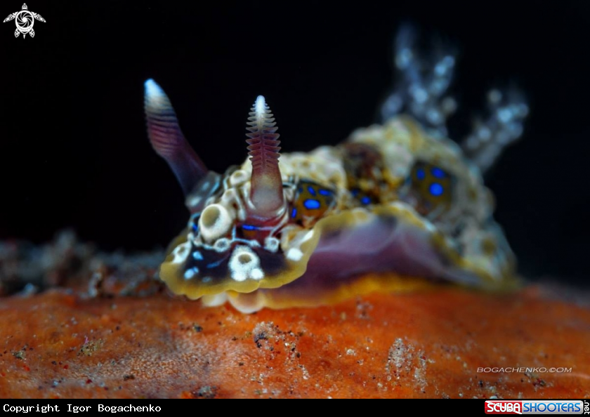A Nudibranchs