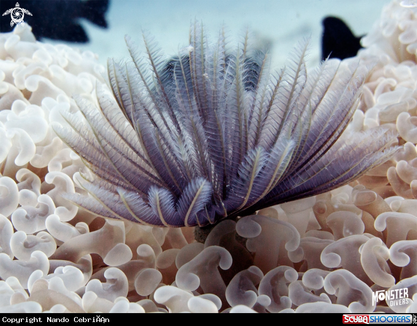 A Fan worm 