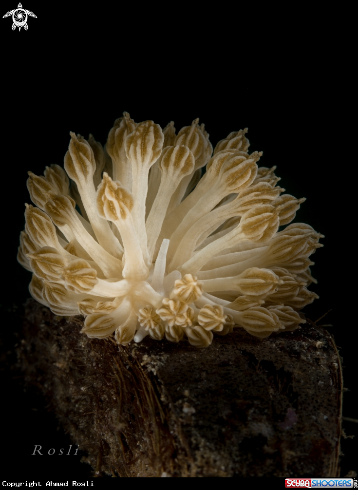 A Phyllodesmium