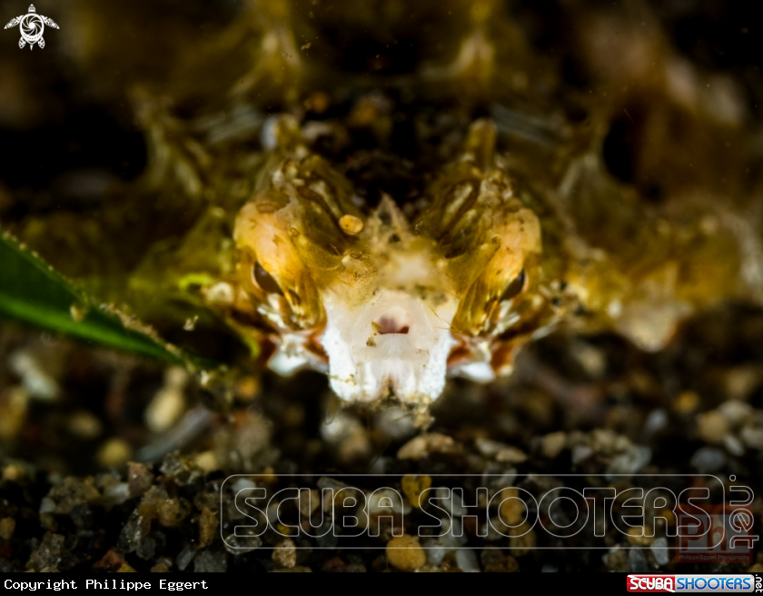 A Sea Moth