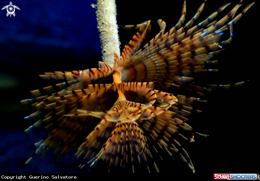 A Sabella spallanzanii
