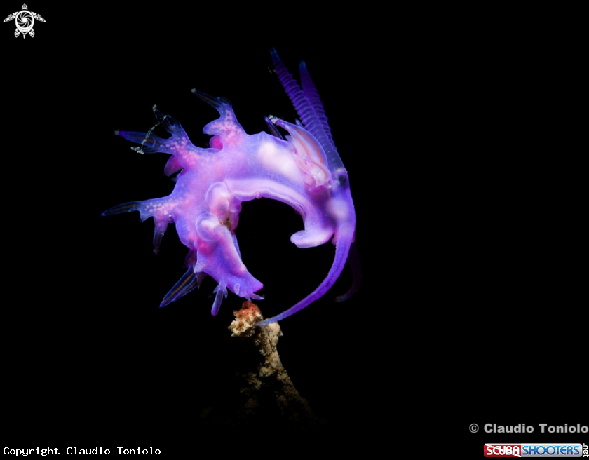 A Flabellina