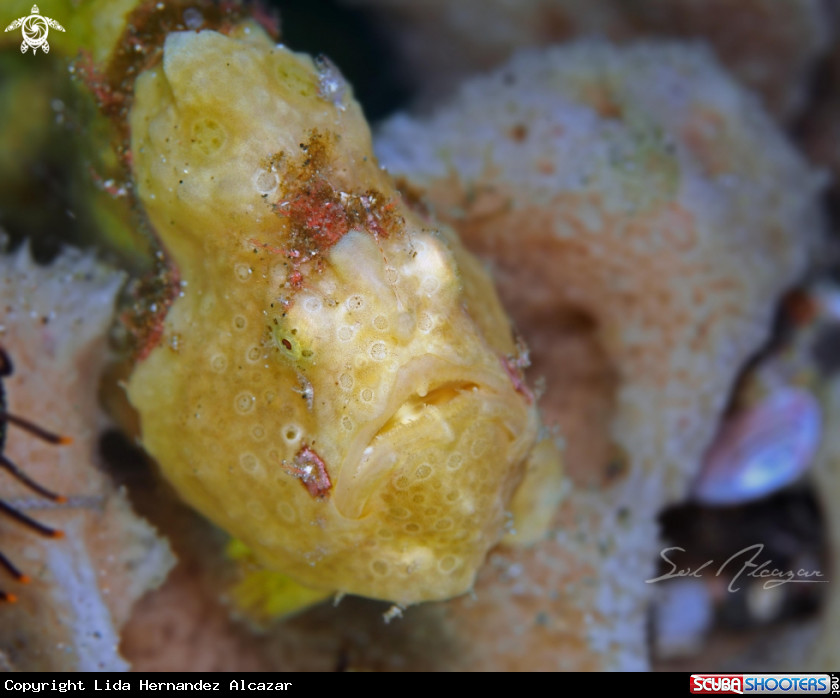 A frogfish
