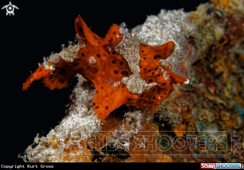 A Frog Fish