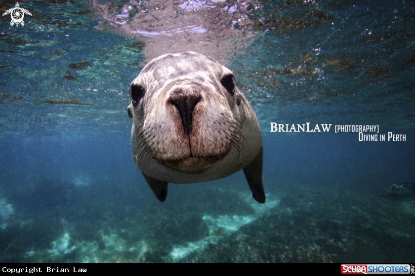 A Seal