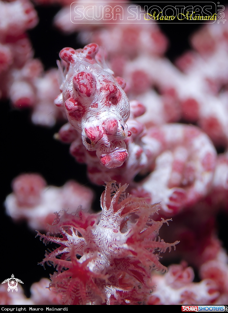 A Pygmy seahorse