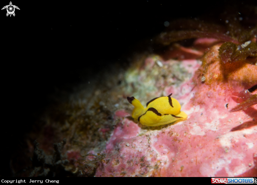 A Nudi