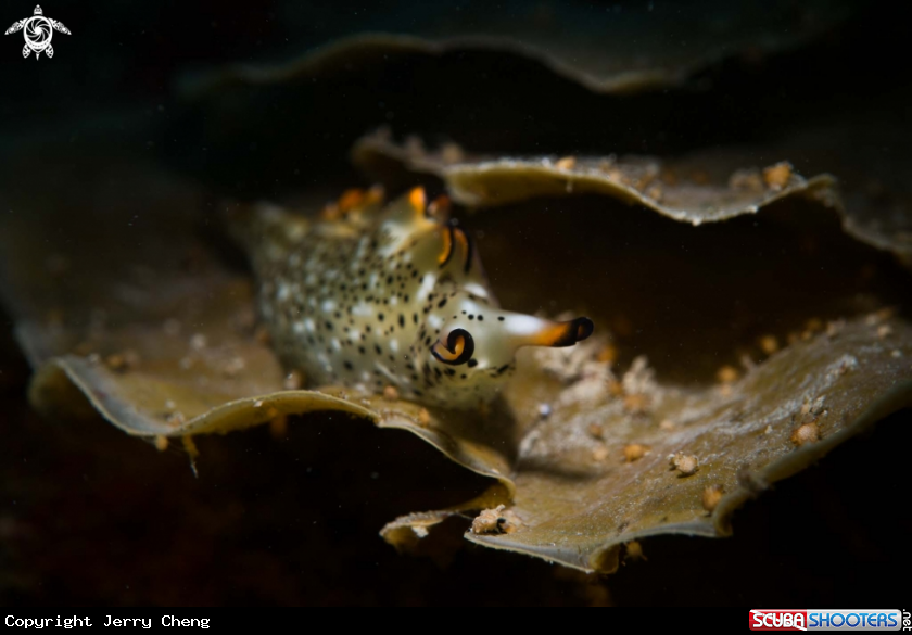 A Nudi
