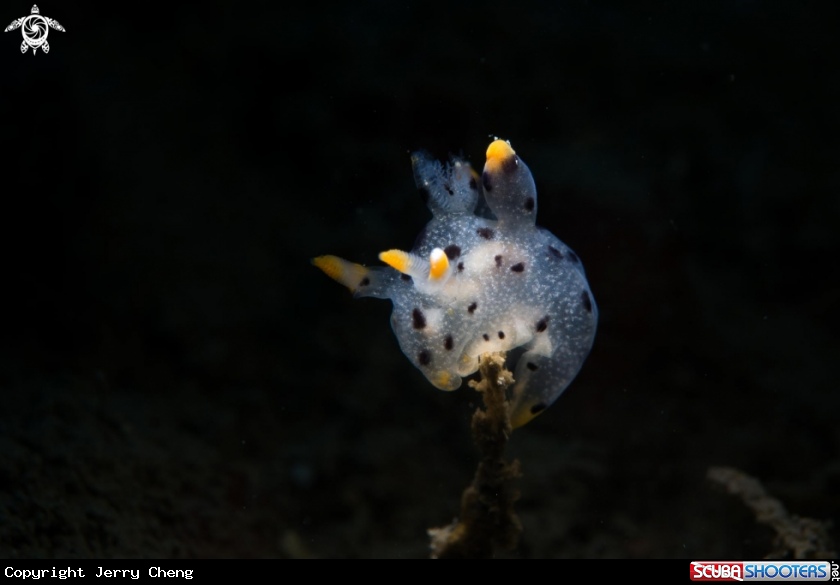 A Nudi