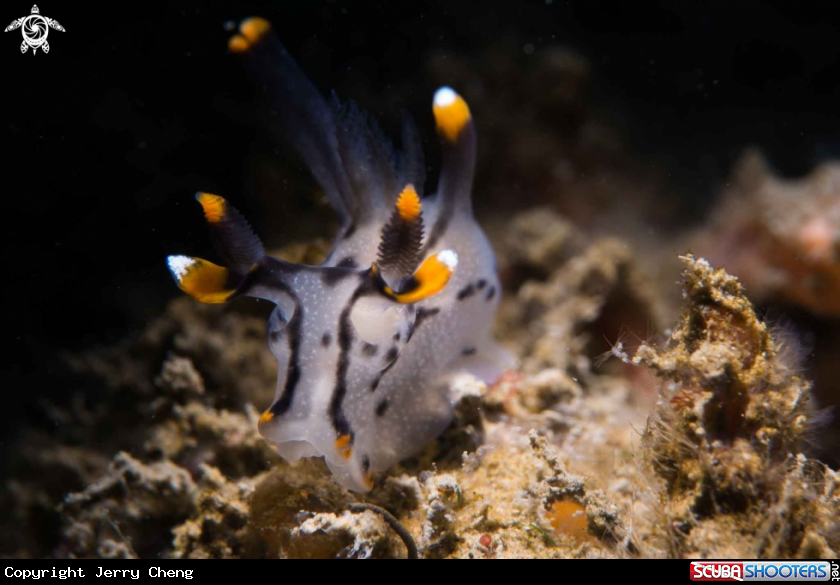 A Nudi