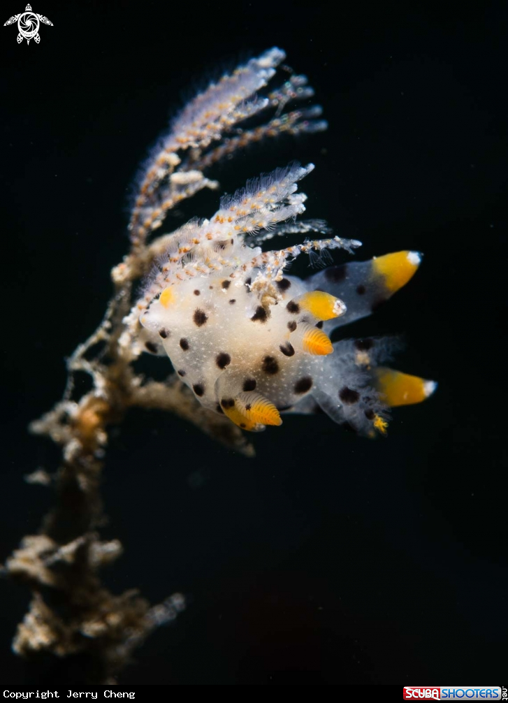 A Nudi
