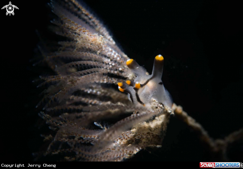 A Nudi