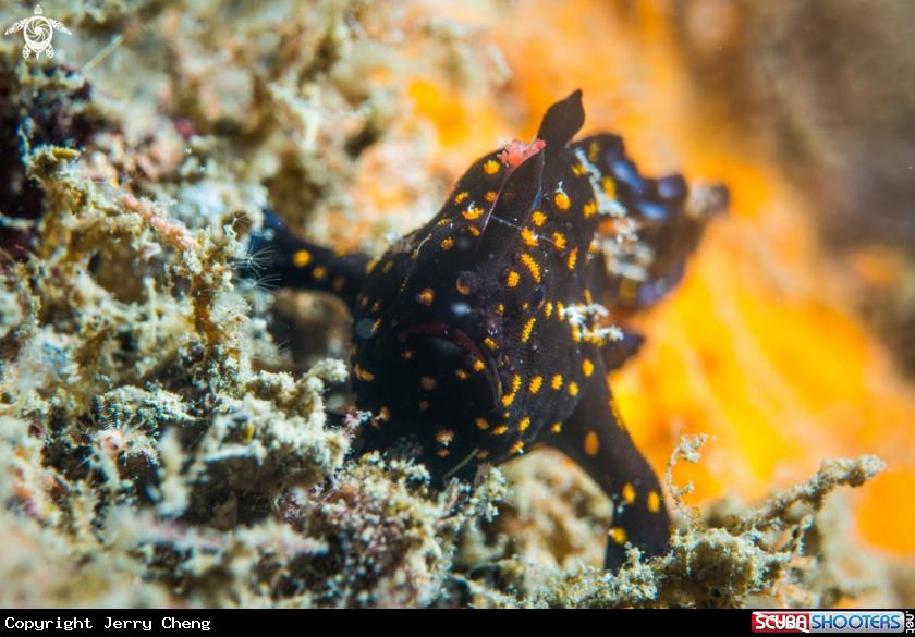 A Frog fish