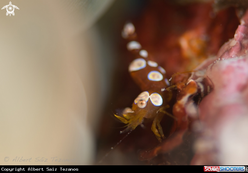 A Squat Shrimp