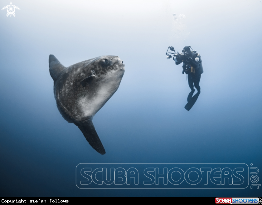 A Southern Ocean Sunfish