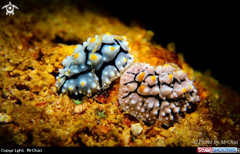 A Nudibranch