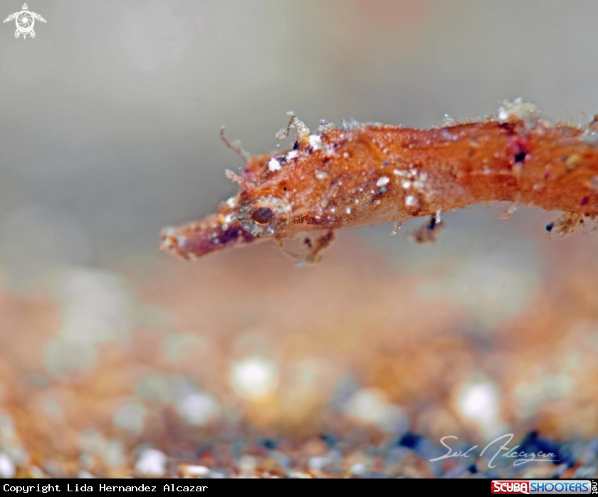 A pygmy pipehorse