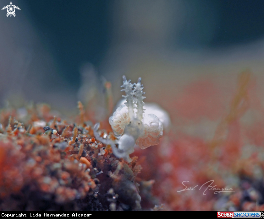 A Nudibranch