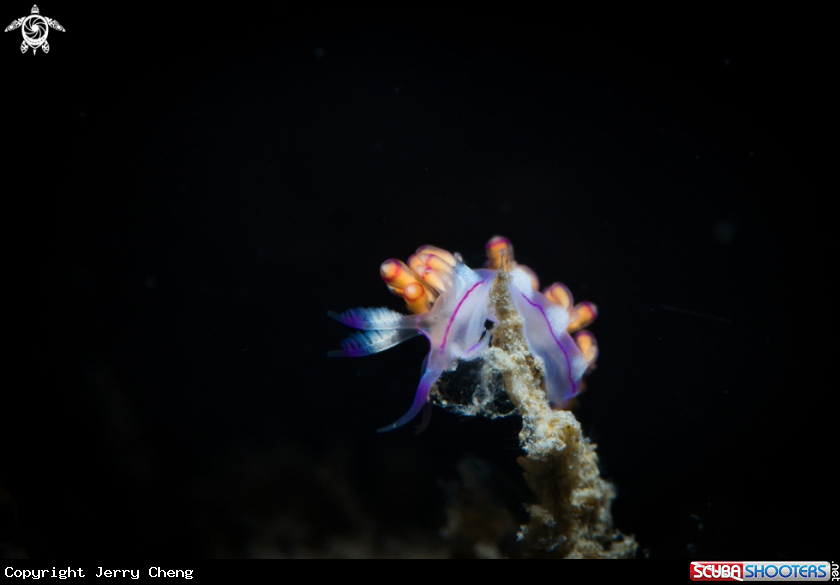 A Nudi