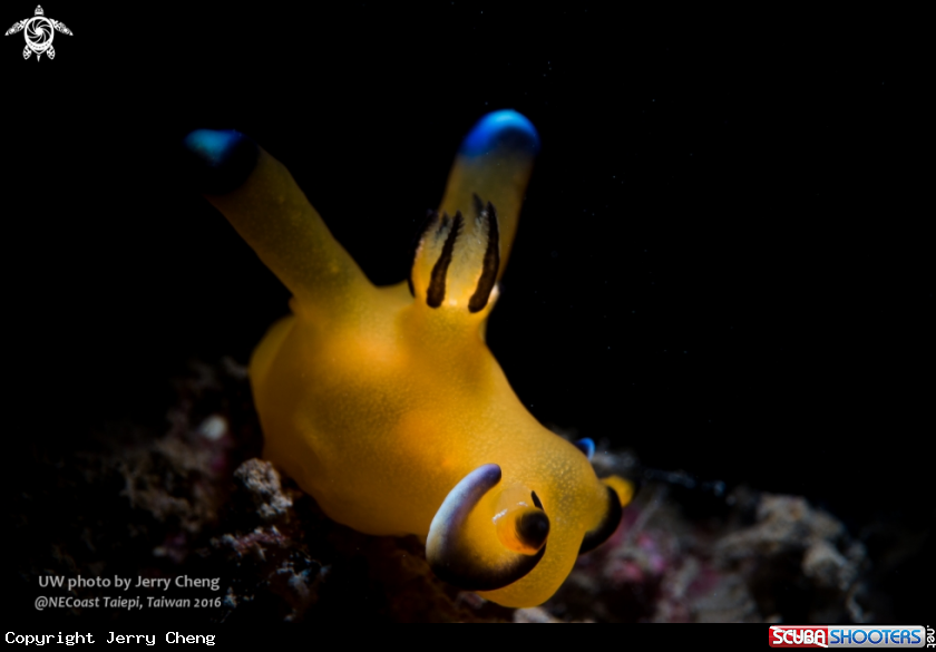 A Nudi