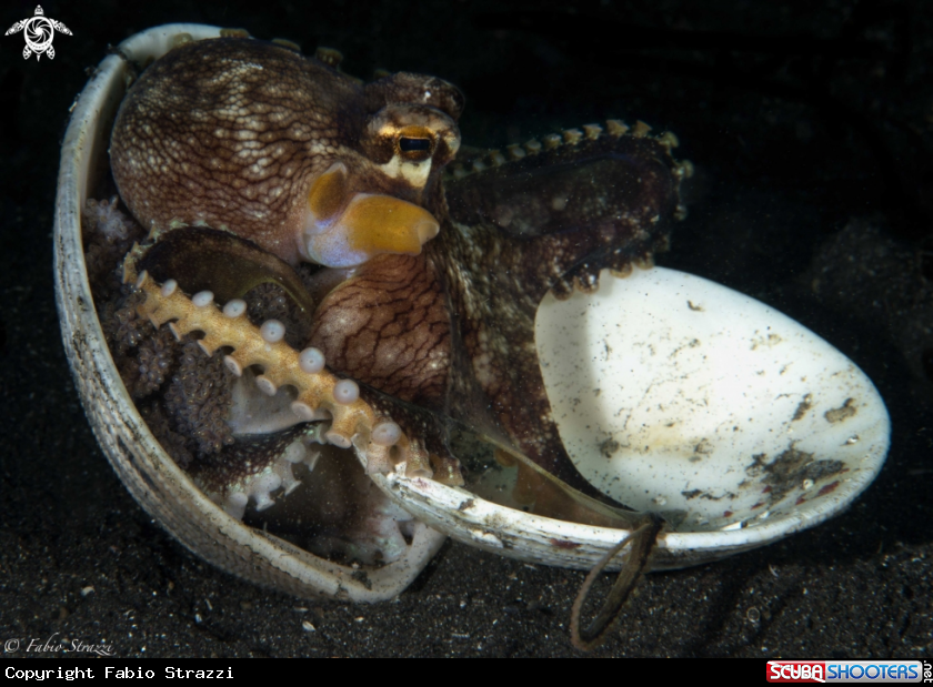 A Coconut octopus
