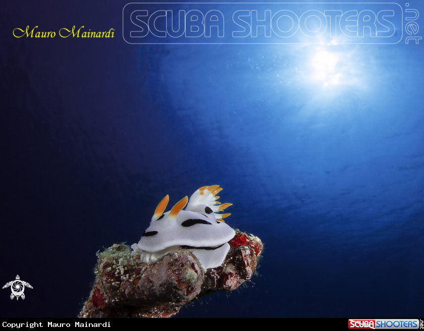 A Nudibranch