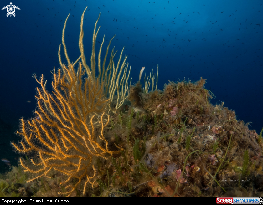 A Yellow gorgonia