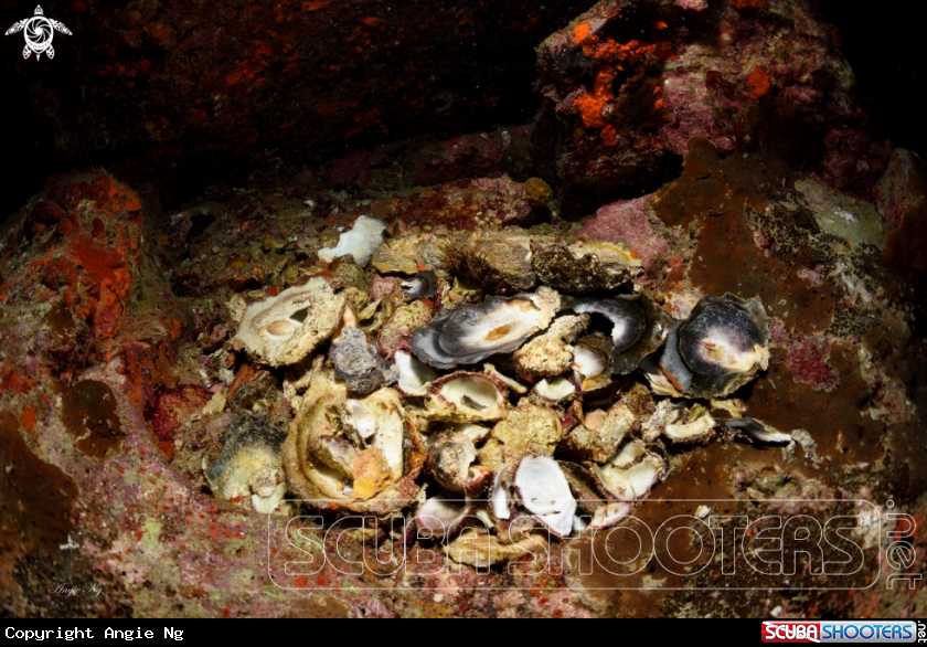 A Oyster 