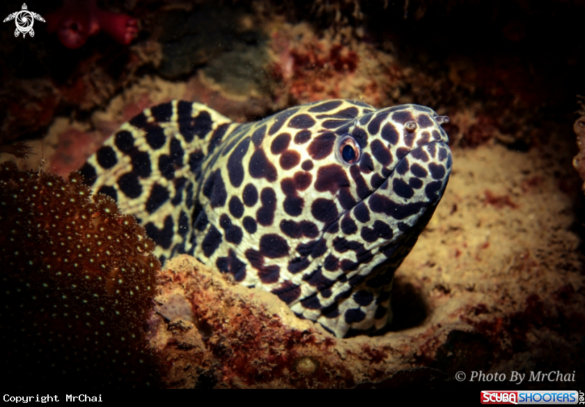 A Honey comb moray
