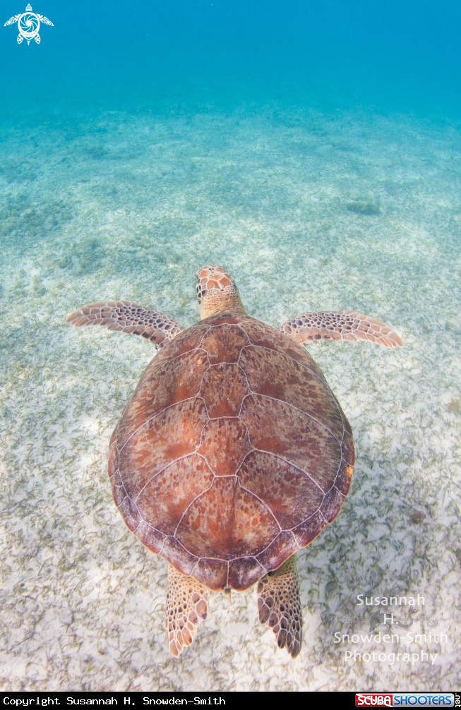 A Green turtle