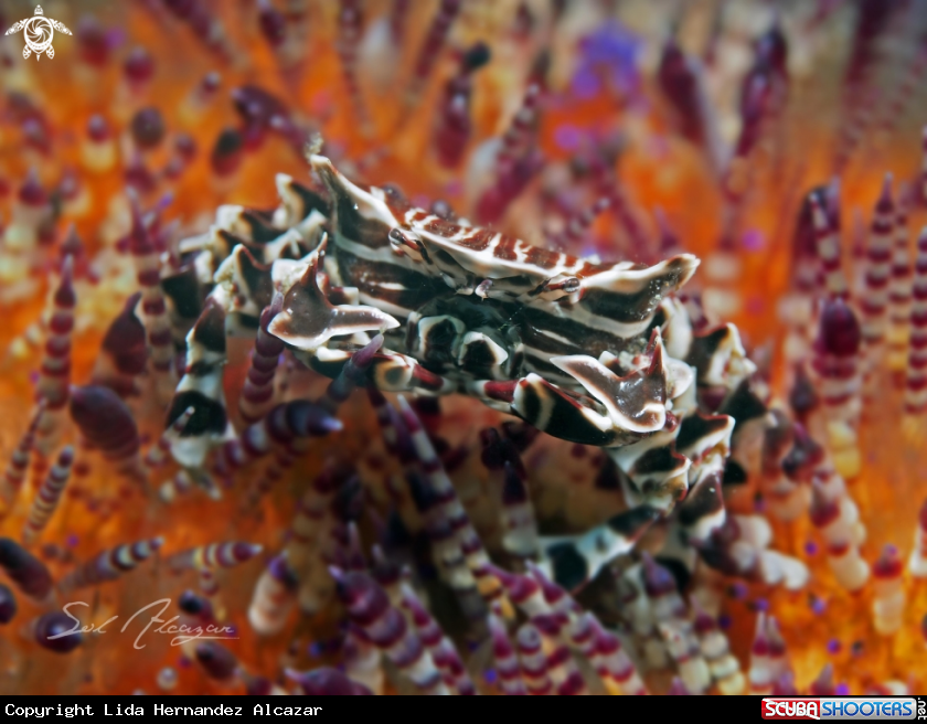 A Zebra Crab