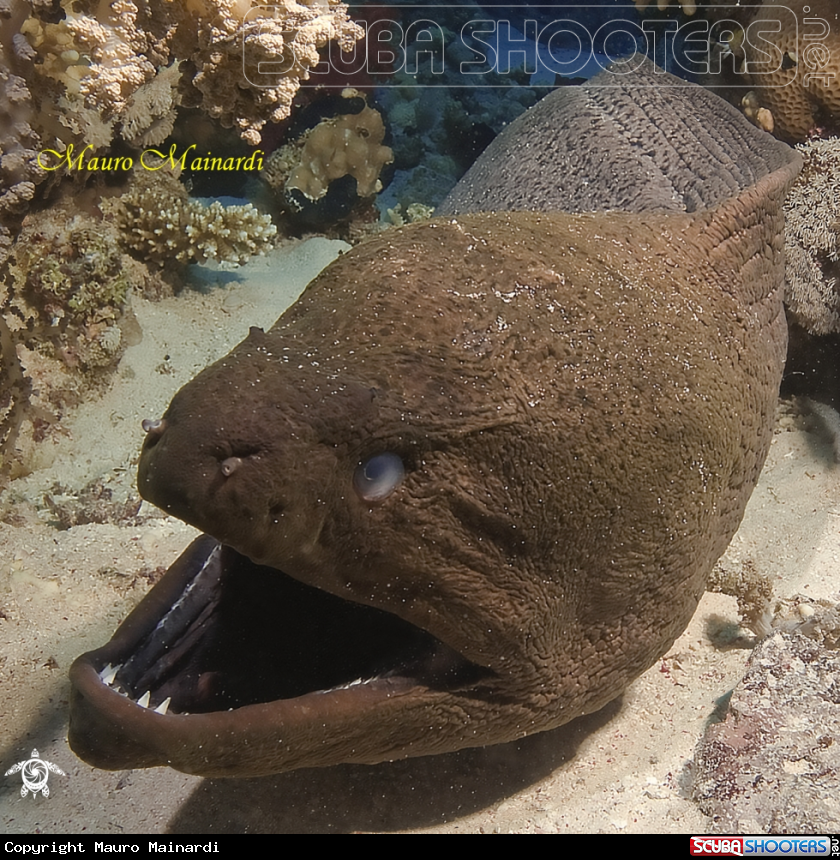 A Moray
