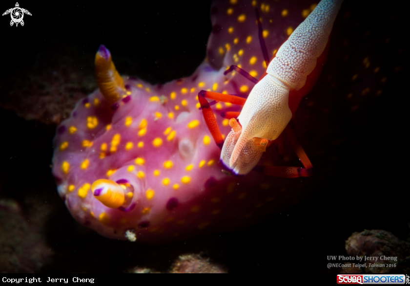A Nudi and Emperor shrimp