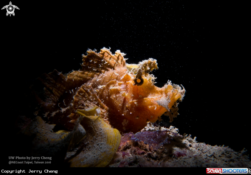 A Scorpionfish