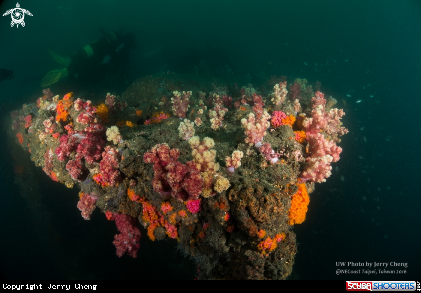 A Steel reef