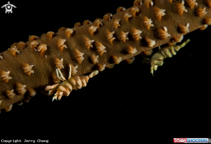 A Shrimp