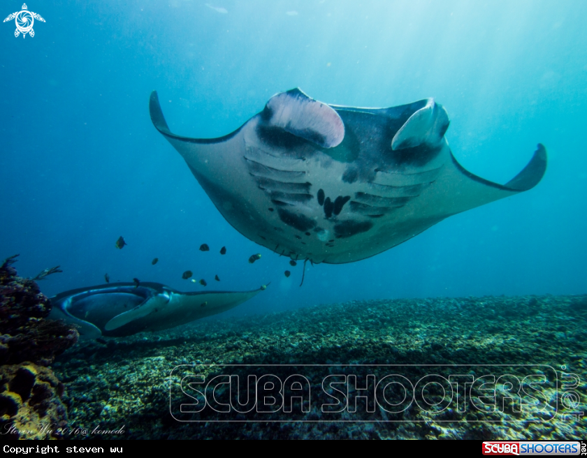 A manta 