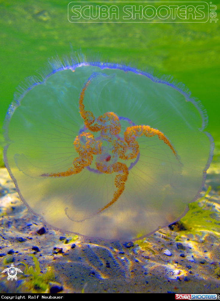 A underwater creature