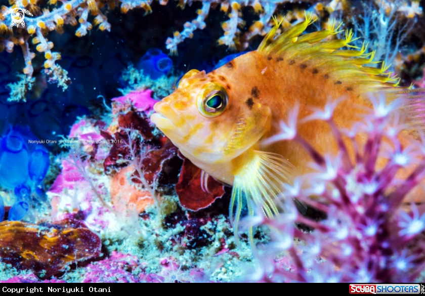 A Yellow hawkfish