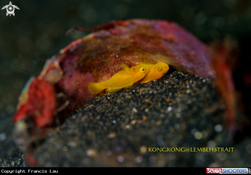 A Yellow Gobi