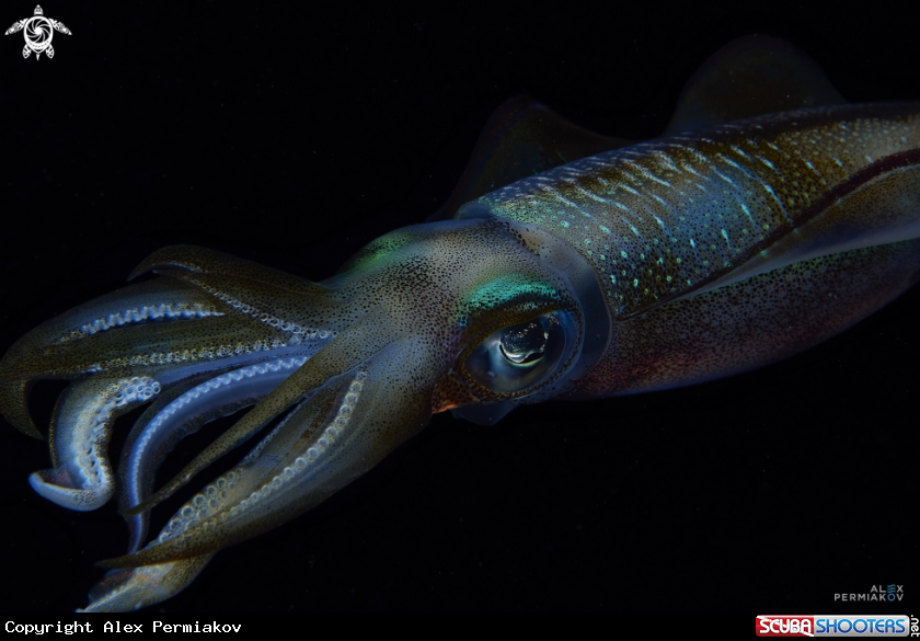 A Squid