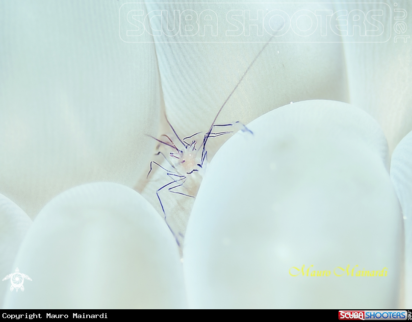 A Bubble shrimp