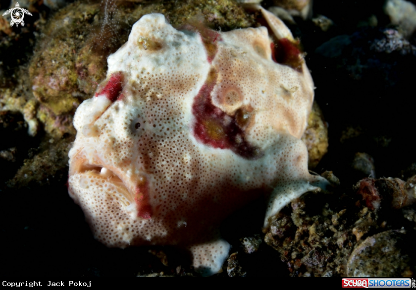 A Painted Frogfish