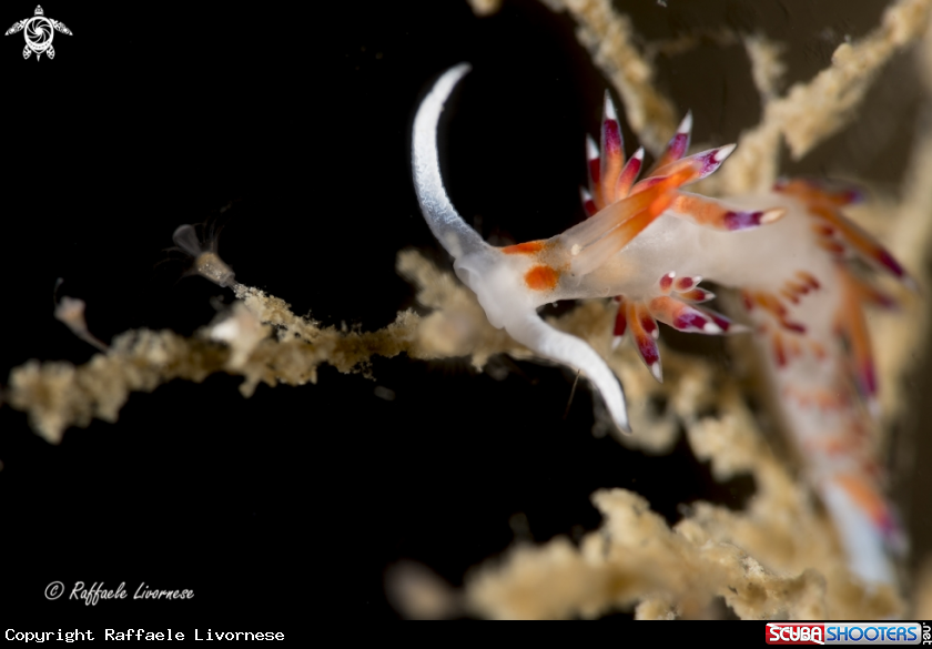 A Cratena peregrina