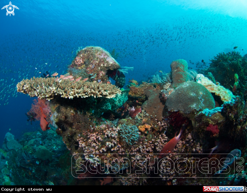 A coral reef