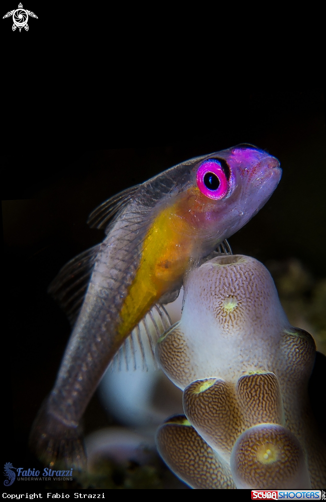 A Pink eye goby