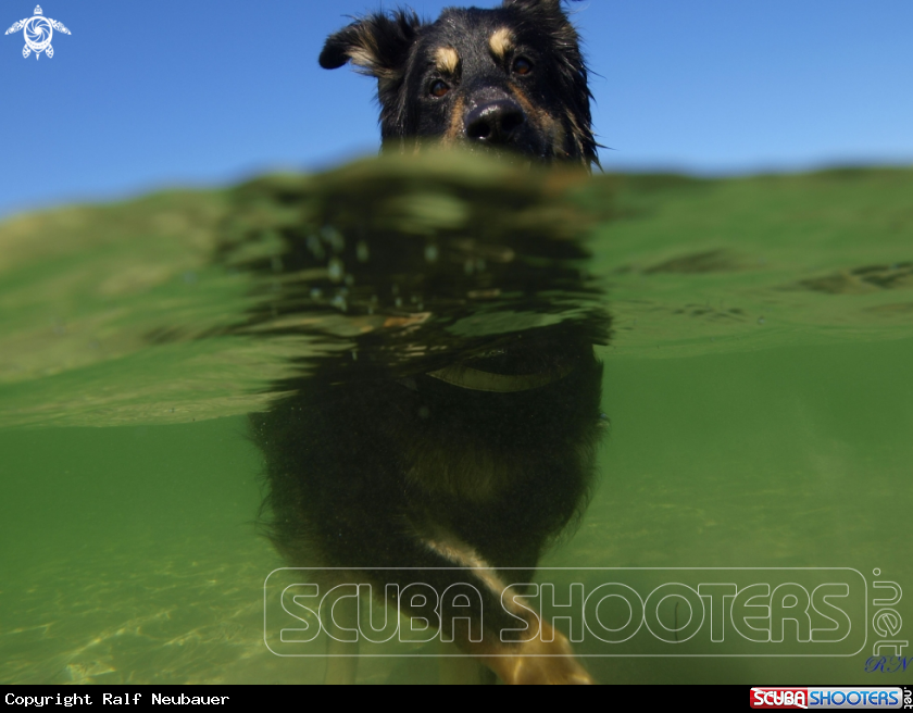 A underwater creature
