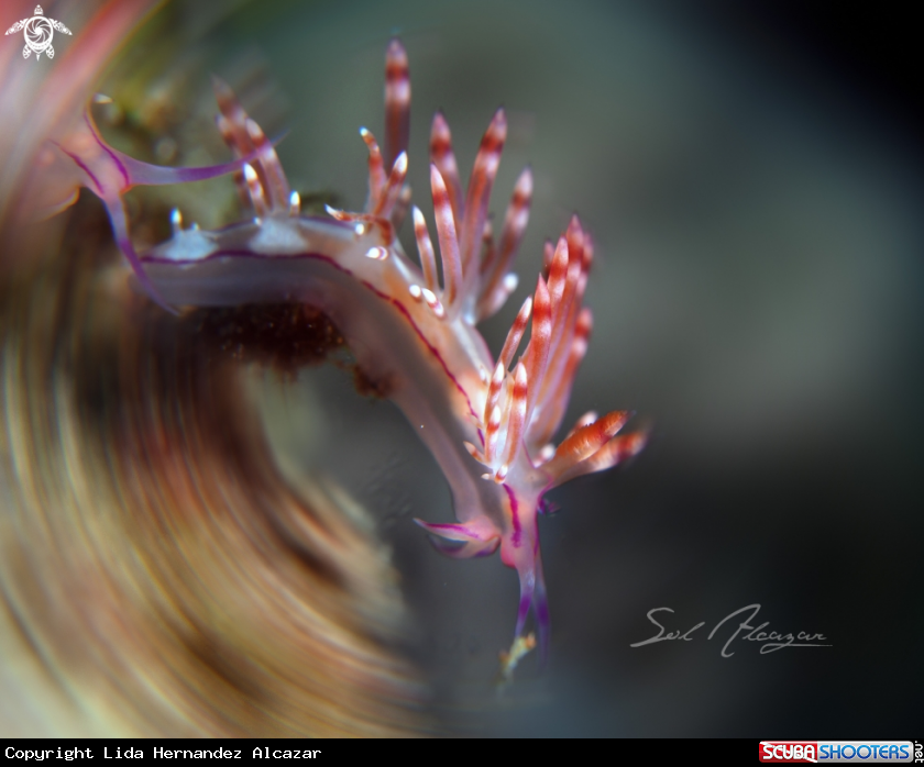 A Flabellina