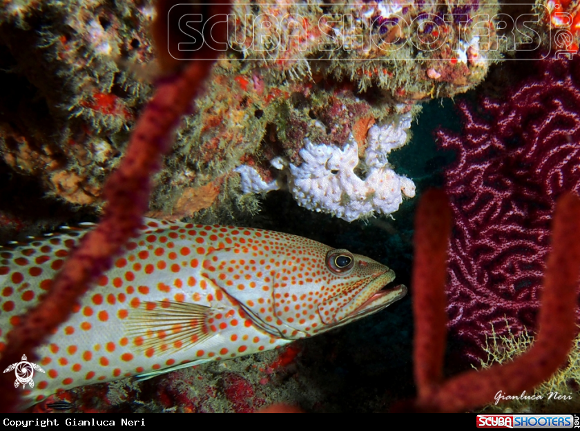 A Slender grouper